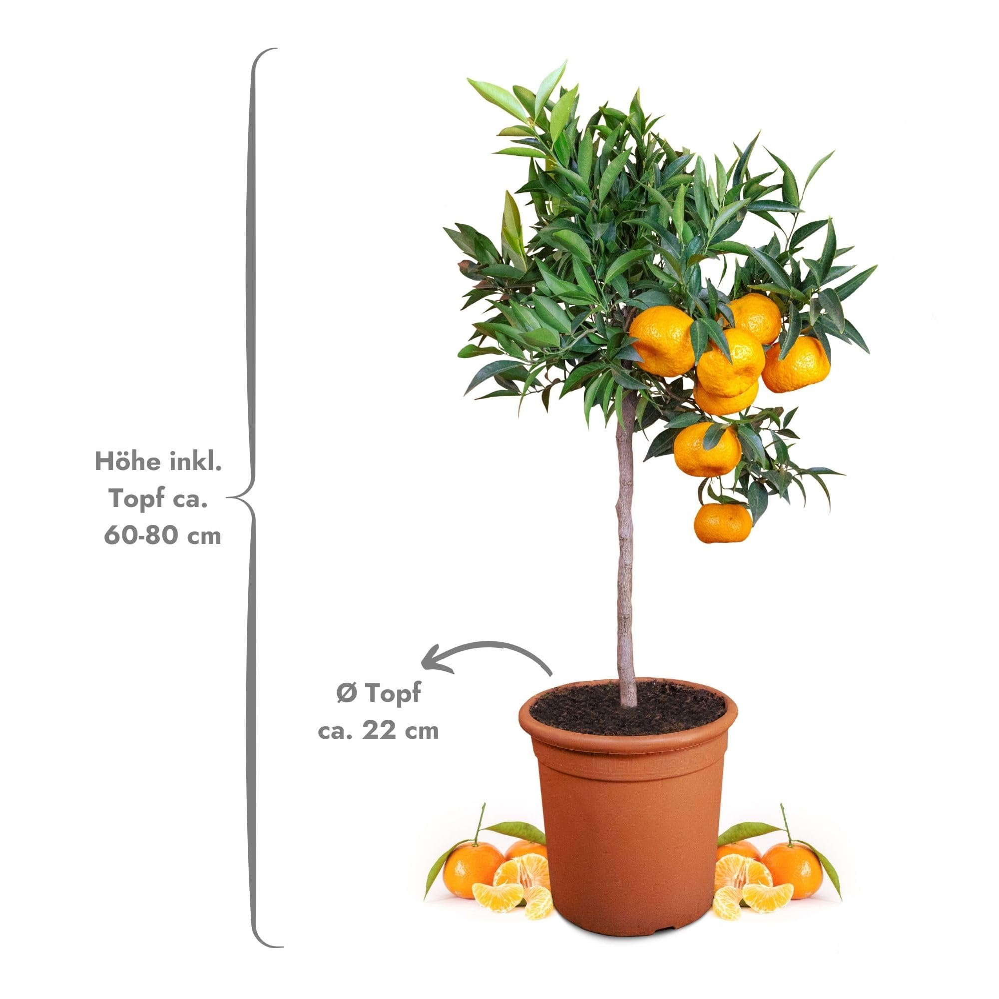 Meine Orangerie Mandarinenbaum Mezzo - echte Citrus Pflanze - 80 bis 100 cm - veredelter Mandarinen Baum im 8 Liter Topf - Citrus Reticulata - Fruchtreife Mandarinen Pflanze in Gärtnerqualität