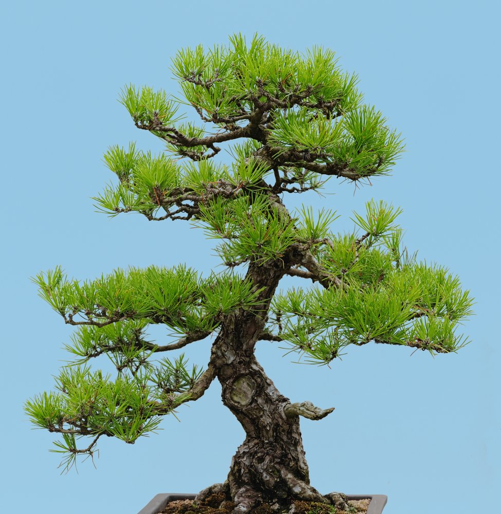 Japanische Schwarzkiefer 10 Samen, Bonsai Samen (Pinus thunbergii) :  Amazon.de: Garten
