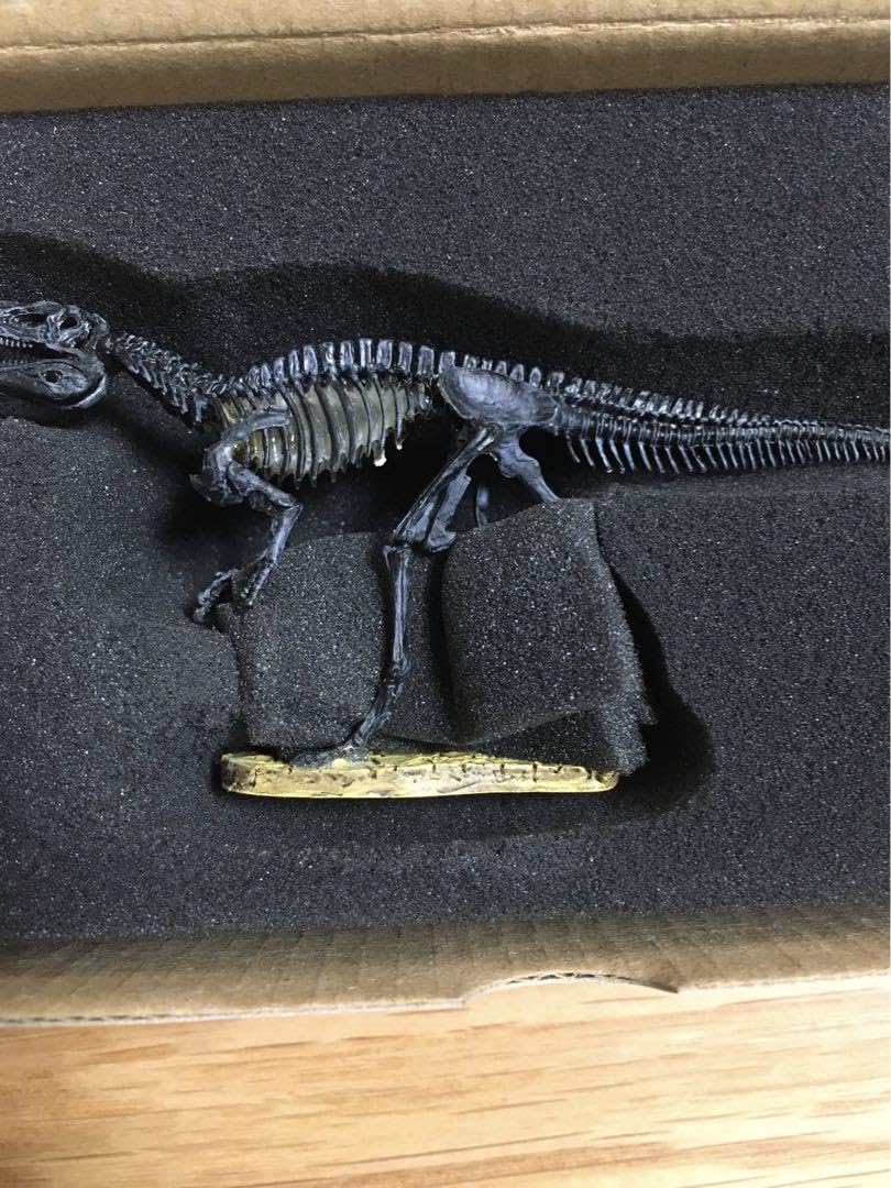 Amazon.co.jp: Kaiyodo Fukuiraptor Full Body Skeleton Figure