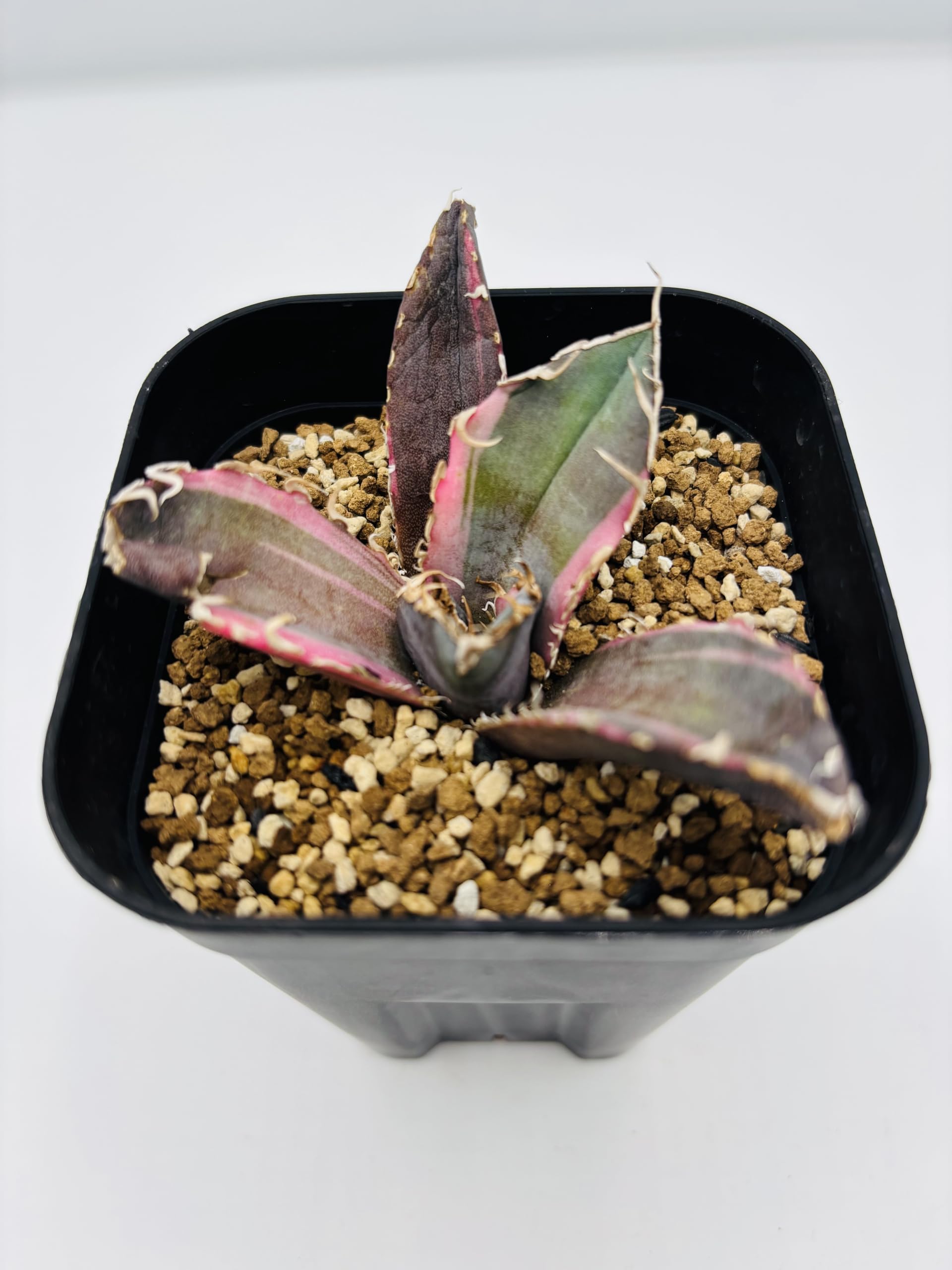 Amazon｜アガベ チタノタ 白鯨 (ハクゲイ)/ Agave titanota 'White