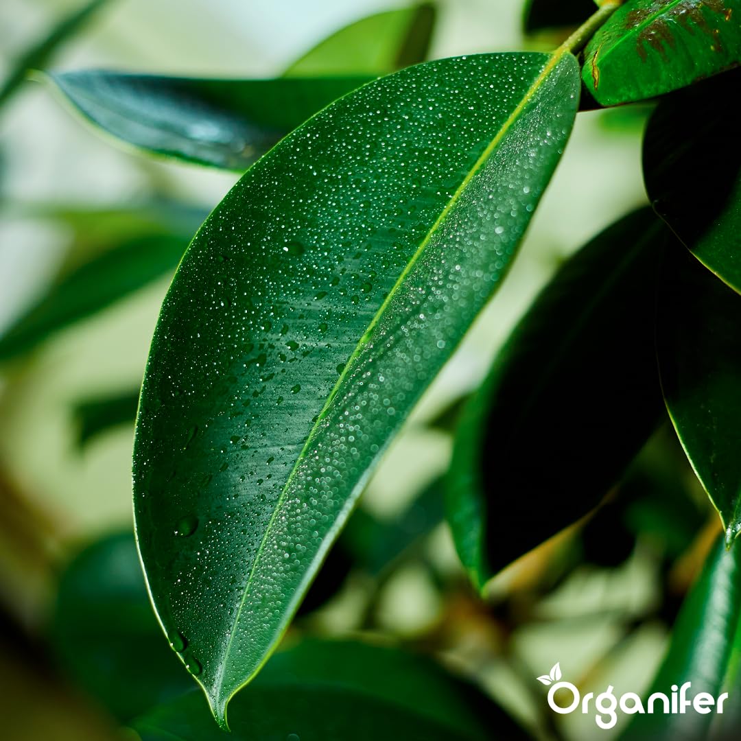 Fertilizante Líquido - 3x1L - Para Ficus - NPK 2-1-8 | Plantas Sanas Y Hojas Vigorosas - Organifer