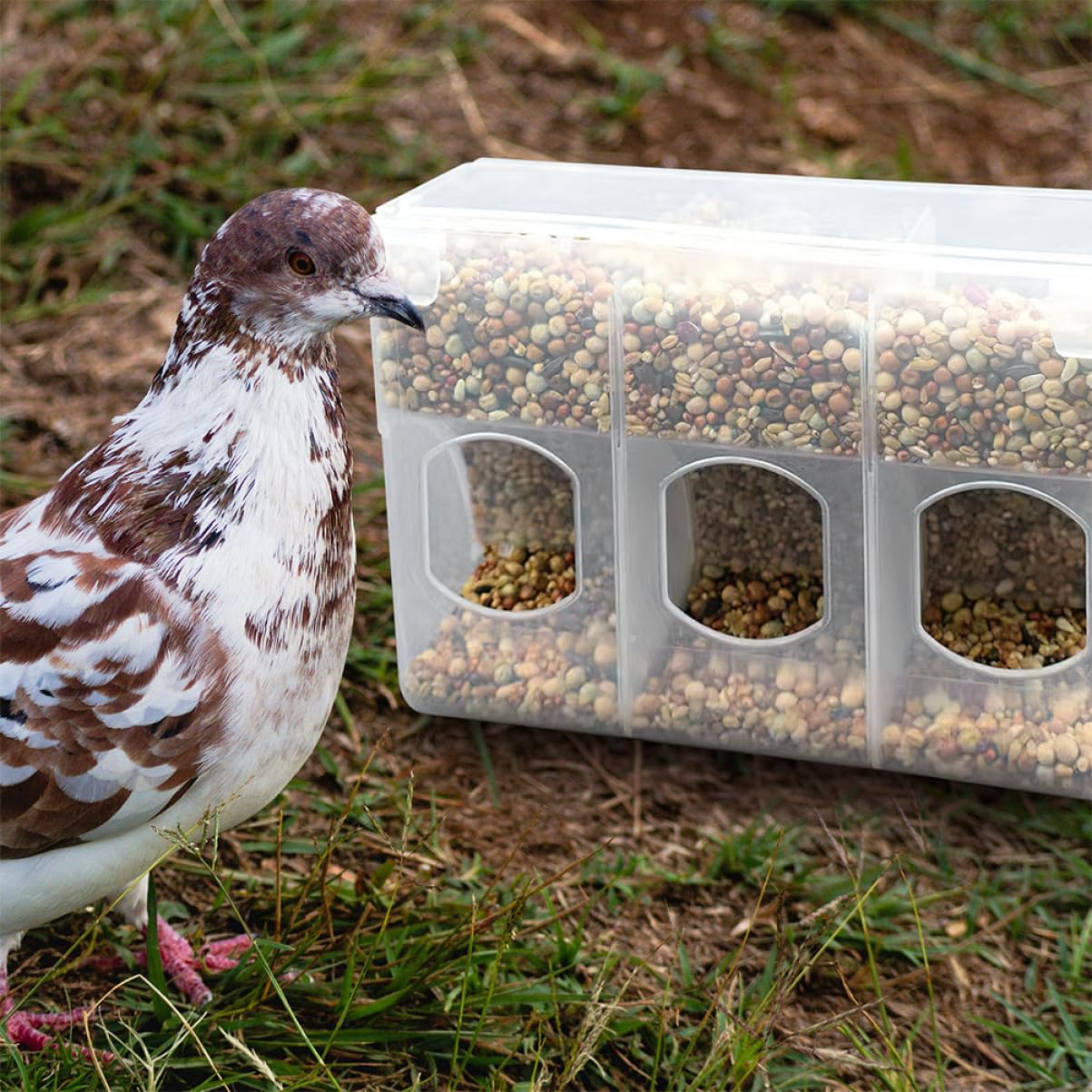 Mangiatoia per Piccioni da Gabbia, Dispenser Cibo 2 Pezzi Plastico Bianco