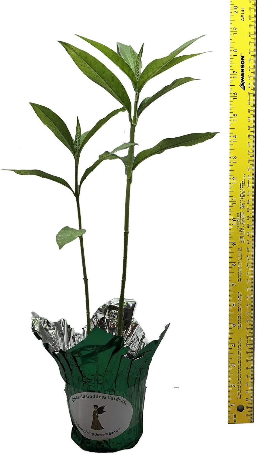 Milkweed Yellow- Asclepias curassavic-Live Tropical Plant- Butterfly Garden Host Plant - Emerald Goddess Gardens - Starter Sz 4 Inch Pot