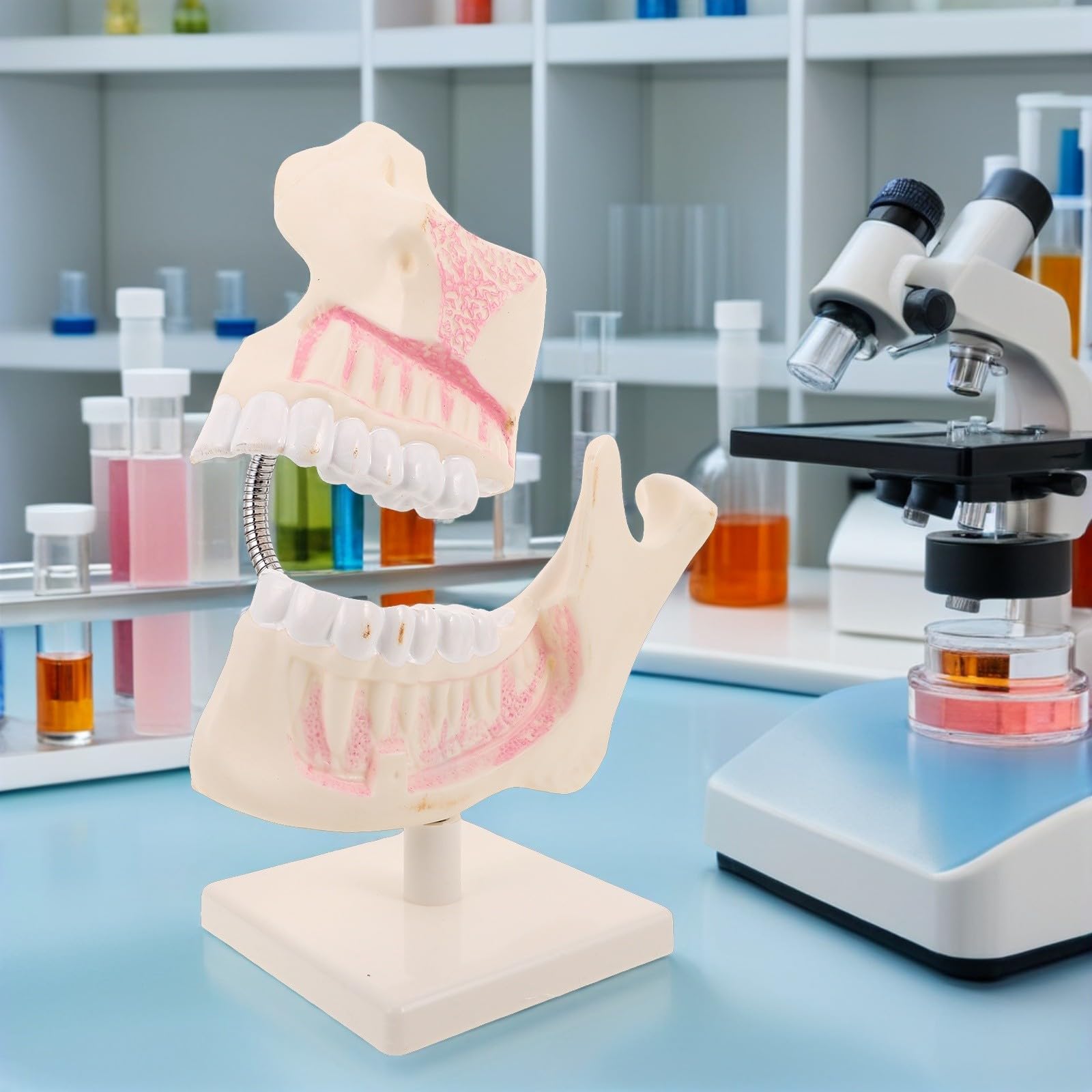 Modello di Bocca in Plastica per Studio Modello di Denti per Studenti di Odontoiatria Strumento di Pratica per Preparazione Agli Esami Odontoiatrici