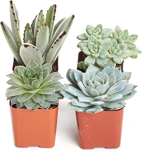 Shop Succulents Colección de plantas suculentas azules y verdes, mini plantas suculentas vivas, bajo mantenimiento, mezcla de texturas, recuerdos de