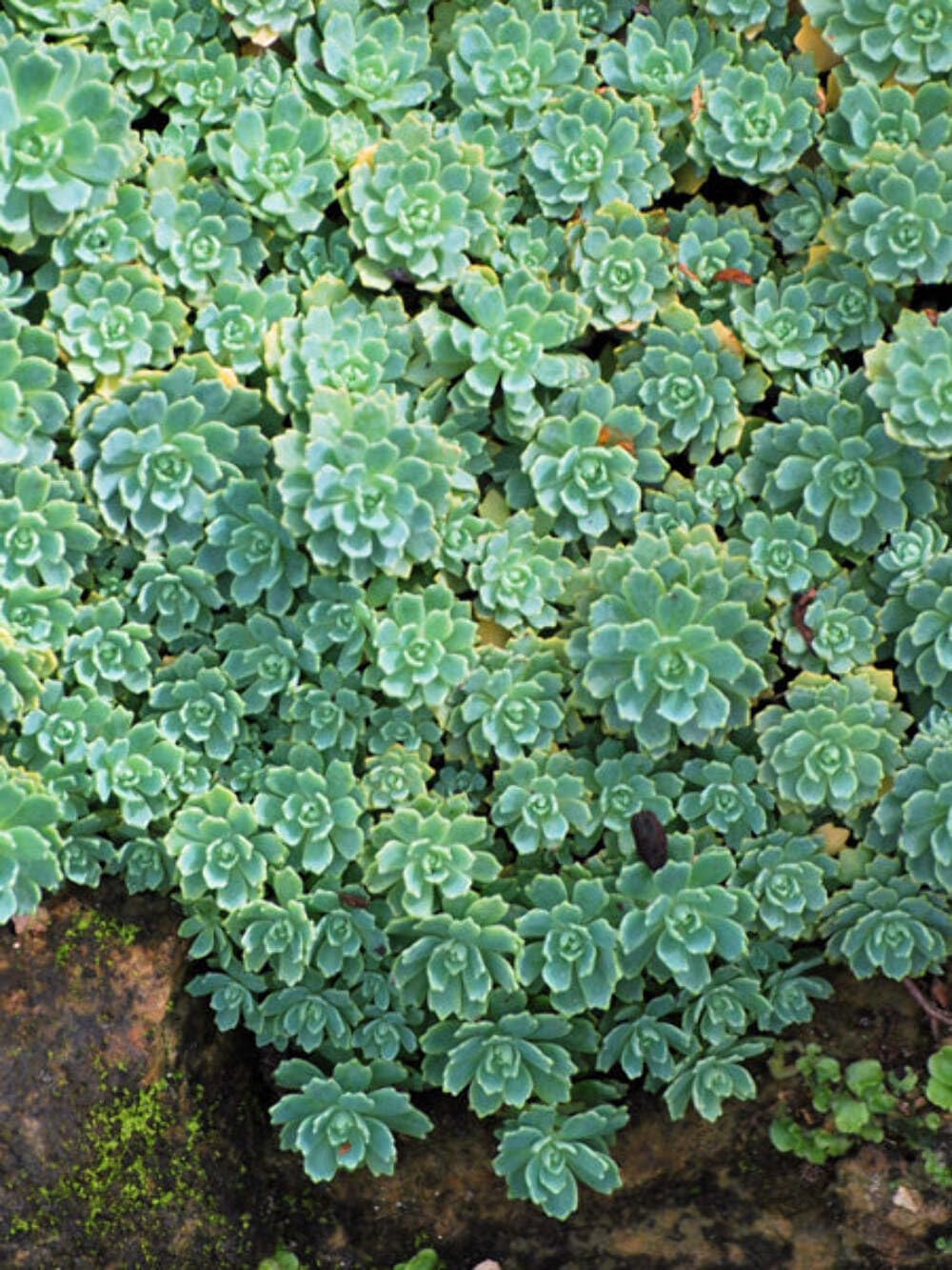 Sedum pachyclados (Stonecrop) Groundcover, 1 Quart