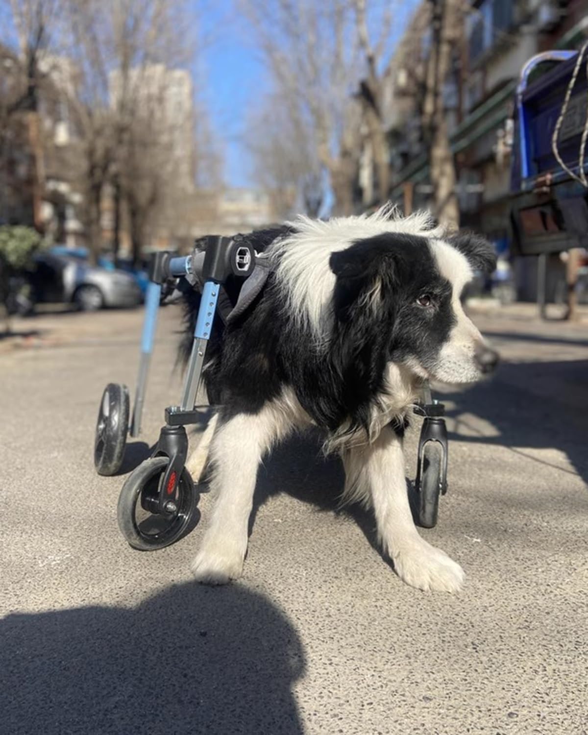 Harnais souple pour chien paralysé avec chariot à 4 roues pour retrouver l'autonomie