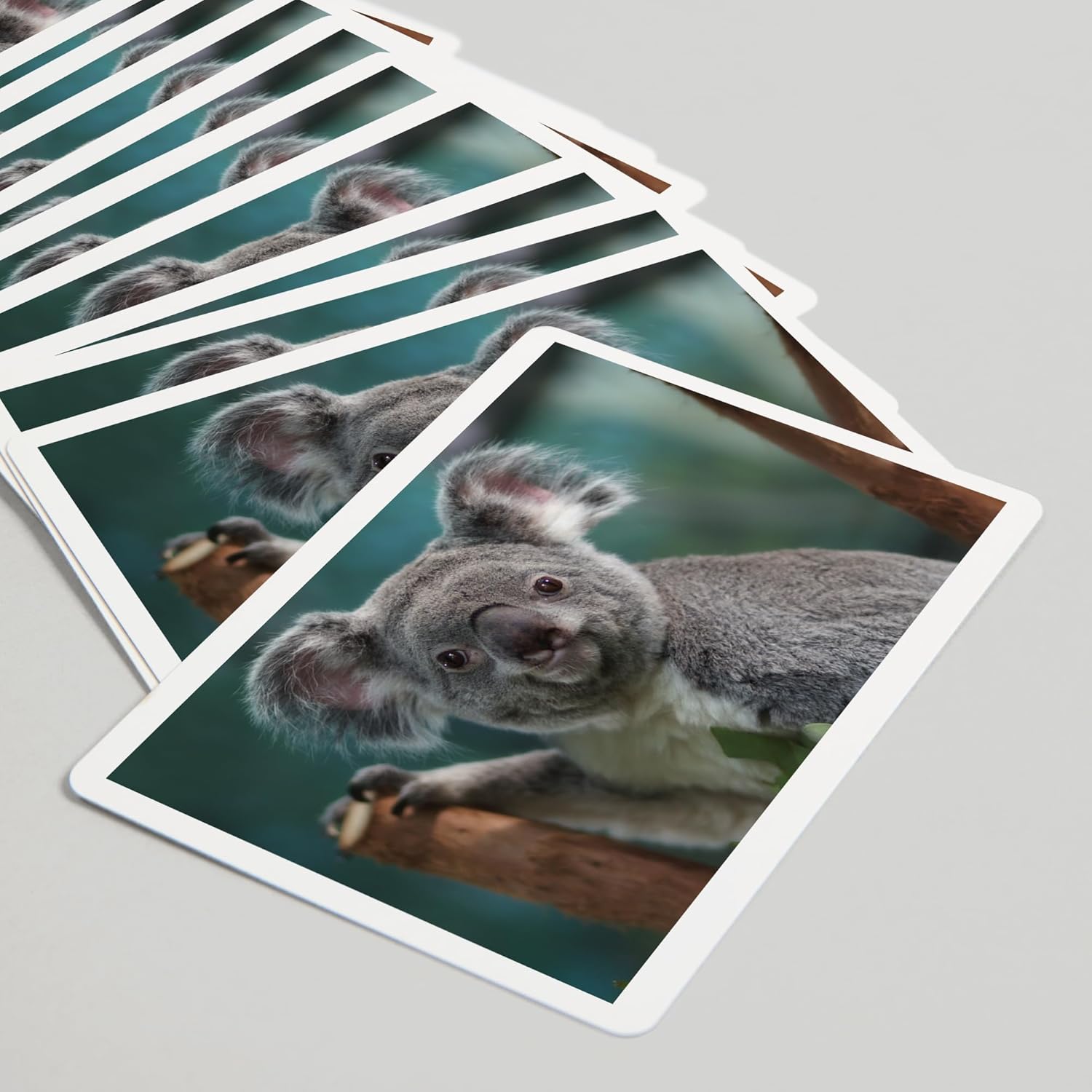 Lantern Press Koala, 52 Playing Cards for Adults, Poker Size Card Deck