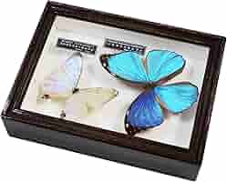 名和昆虫博物館　蝶の標本　5種類 名和昆虫博物館蝶の標本5種類