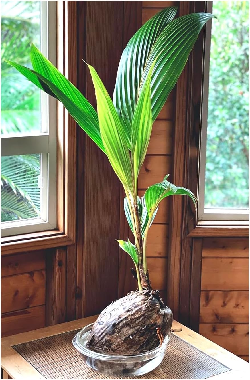 Live Coconut Palm Tree 1-4 Feet Large Sprouted Cocos Nucifera Plant for Indoor & Outdoor Green Dwarf Malayan