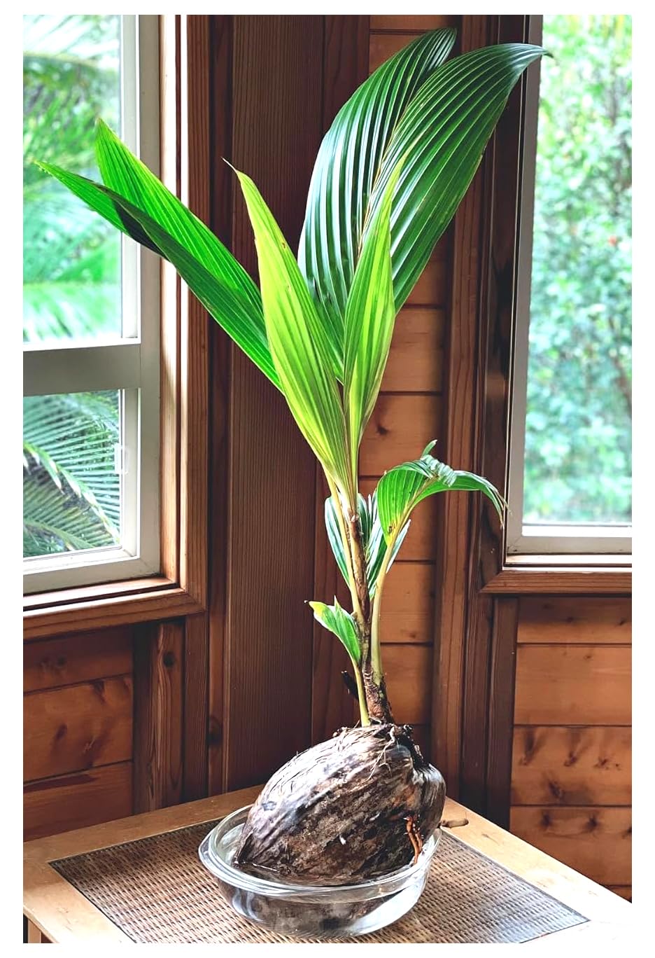 bracket plant hanger Cradle Wave Ceramic Vase Plant Hanger, Hanging Planter, Plant Display,
