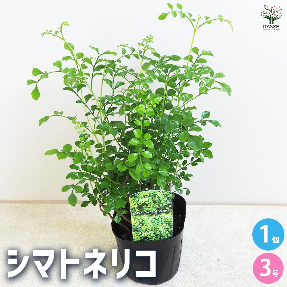 Amazon.co.jp: シマトネリコ 3号 1個売り【品種で選べる観葉植物】学名