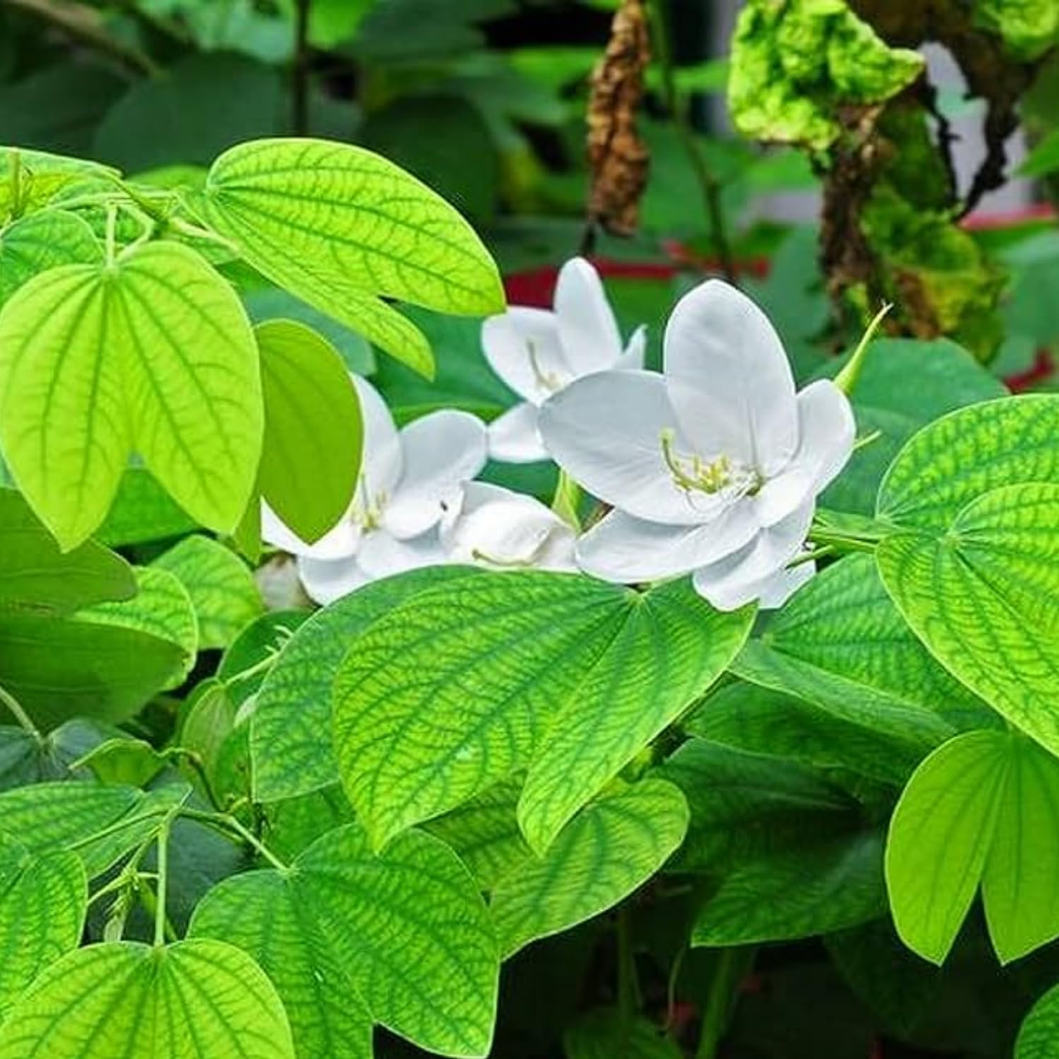 Hug A Plant | Mandaram White (Bauhinia variegata) Flowering/Ornamental Live Plant (Home & Garden) (B0CPT2W5KP) Amazon Price History, Amazon Price Tracker