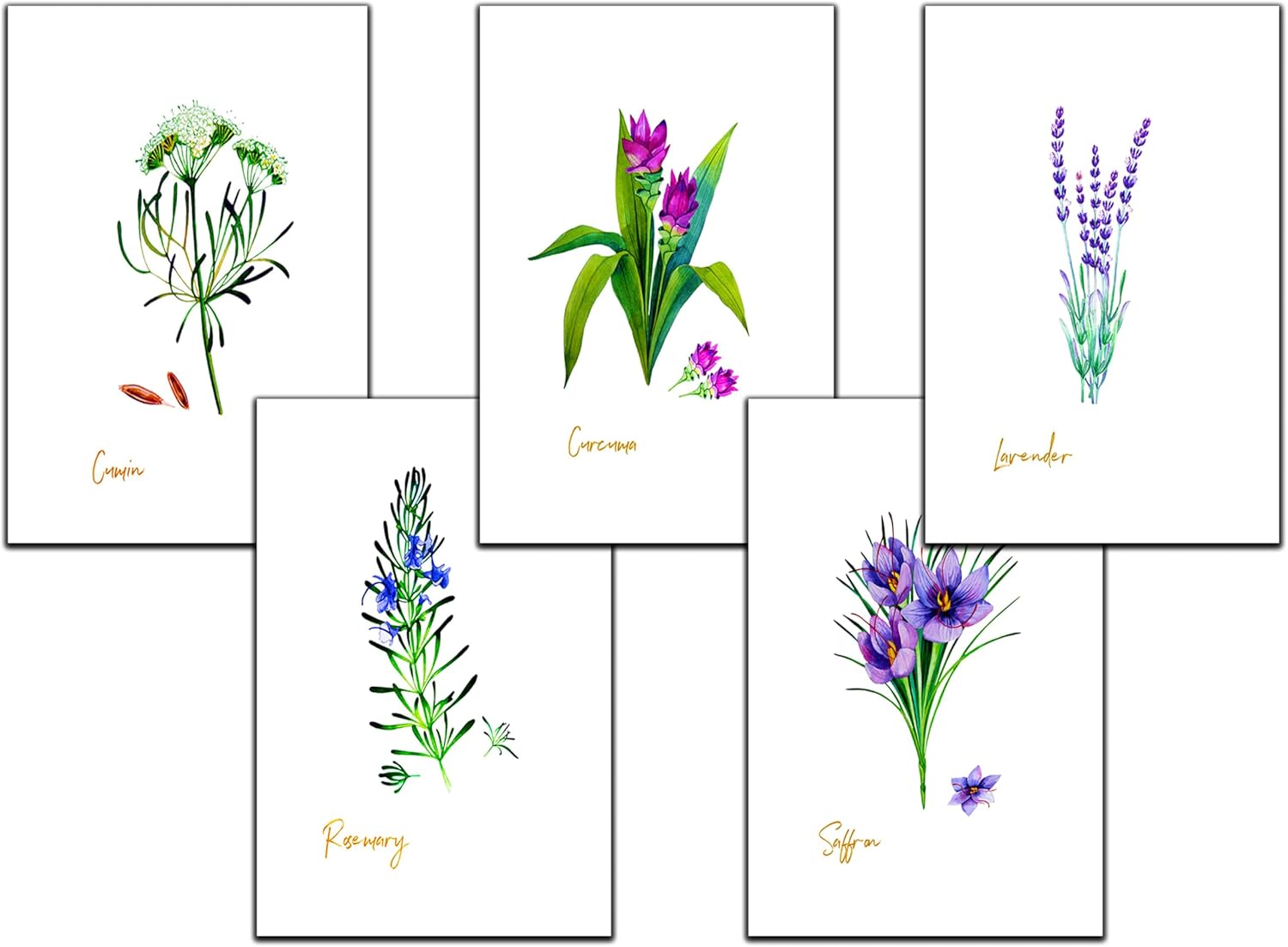 Vintage Herb Greeting Cards, 5x7 Inches, Set of 10 with Decorative Stickers, Blank Inside.
