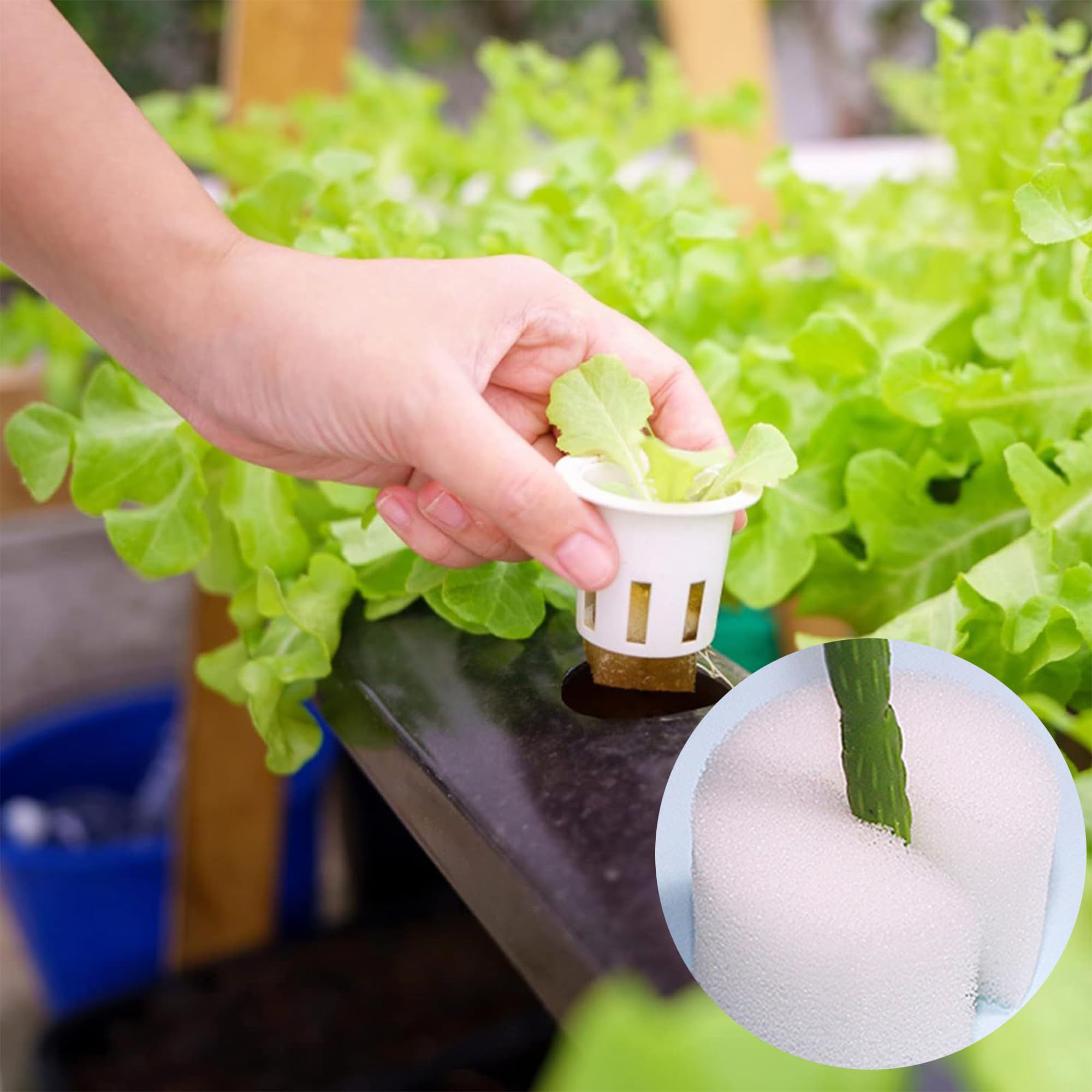 ZAHD 100 PCS Soilless Hydroponics Esponja hidropónica para Plantar Herramientas de Esponja de Vivero de Semillas Suministros esponjas de Cubo de plántula esponjas hidropónicas sin Suelo (100, Blanco)