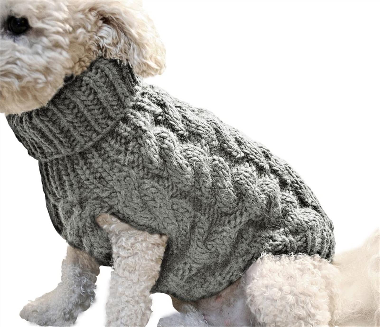 Vêtements pour chiots lors des promenades matinales en ville