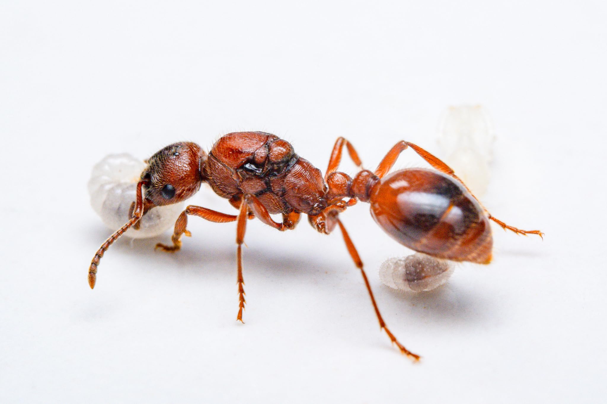 Manica Rubida live queen ant Queen with brood and 1-5 workers (starter kit)