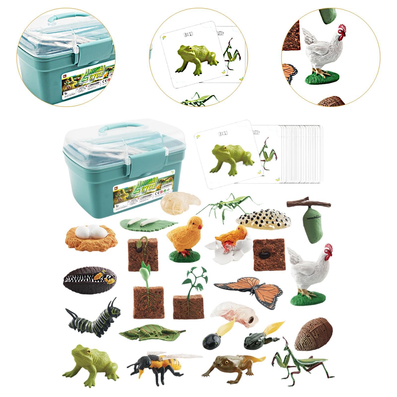 Tier Lebenszyklus Figurenset mit Tiermodell Pflanzenfiguren Biologie Lernspielzeug Und Entwicklungsspiel für Vorschule Präsentationen Gebur, Blaue Box