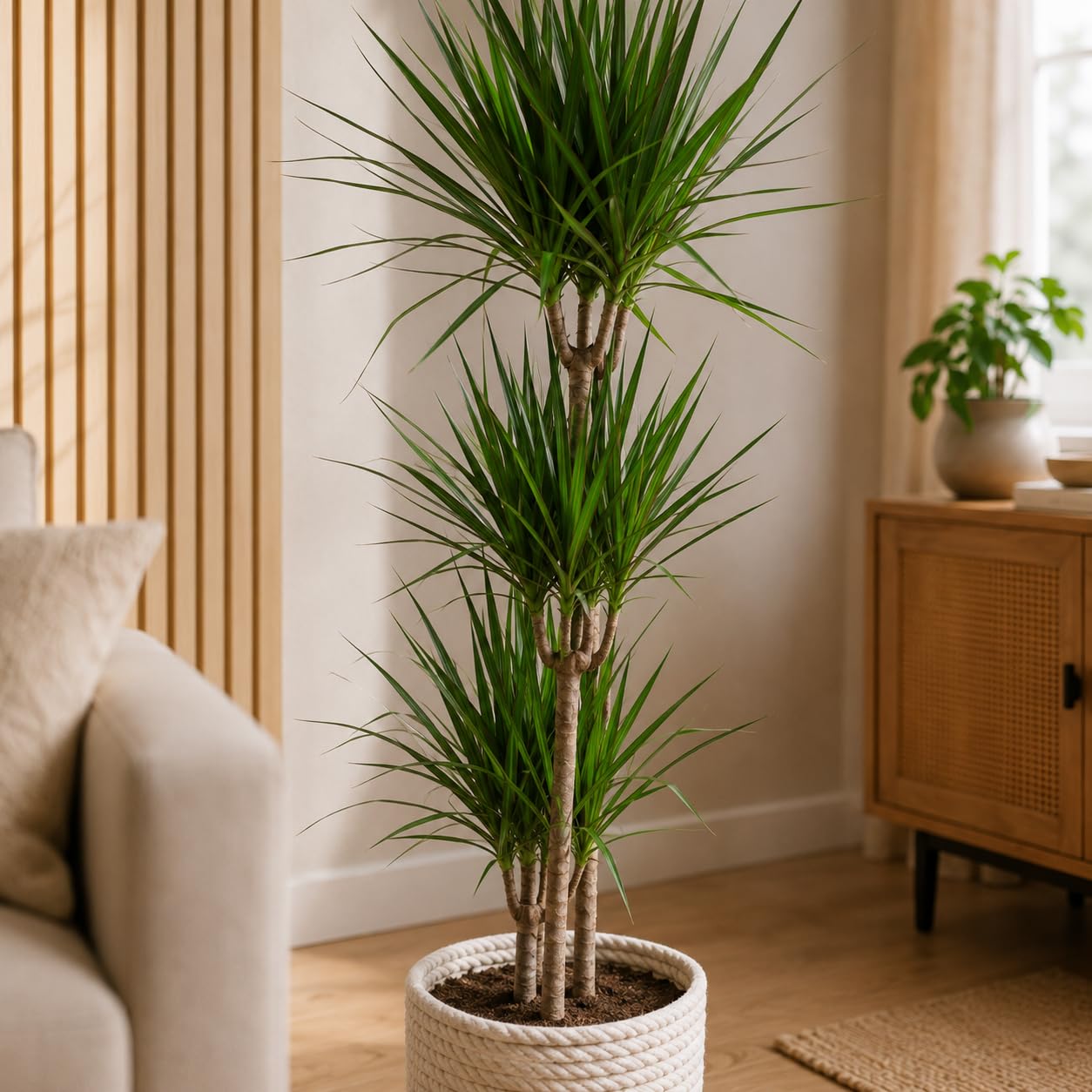 glückskastanie preis Glückskastanie (Pachira aquatica) kaufen main image 1
