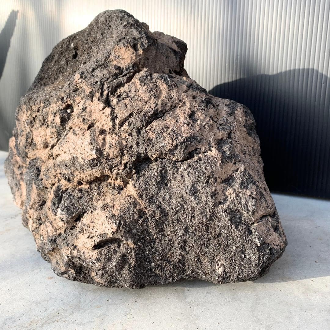 Amazon.co.jp: 溶岩石 特大サイズ 約30㎝ 親石 アクアリウム 大型水槽