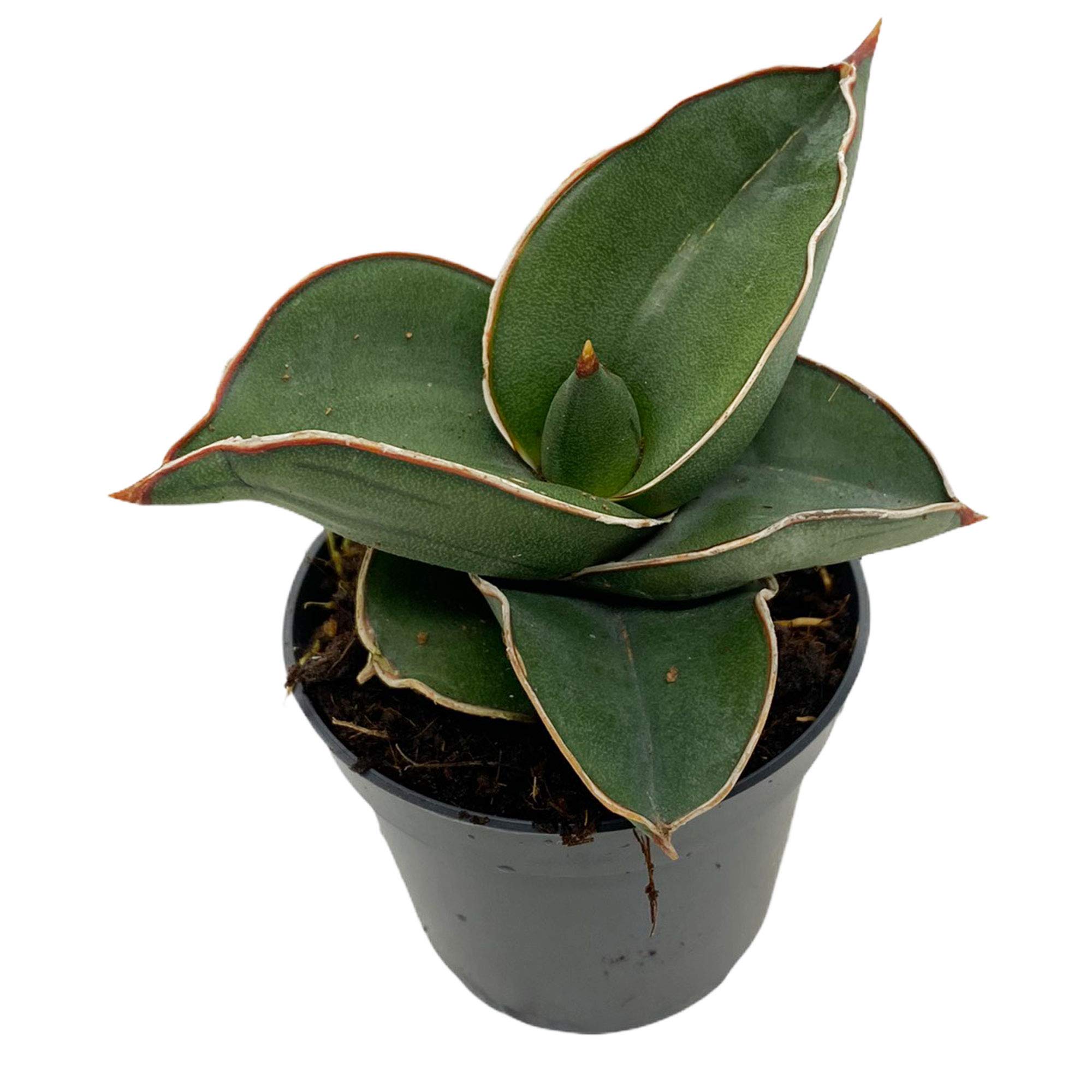 Rare Sansevieria ehrenbergii Samurai Dwarf Snake Plant Houseplant Potted