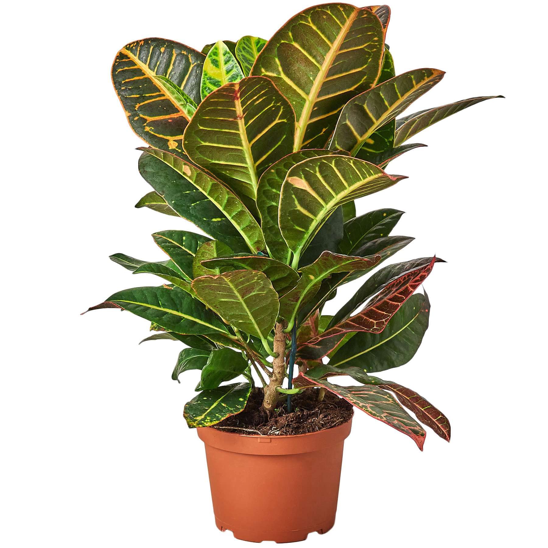 Thirsty Leaves Croton Petra Joseph's Coat