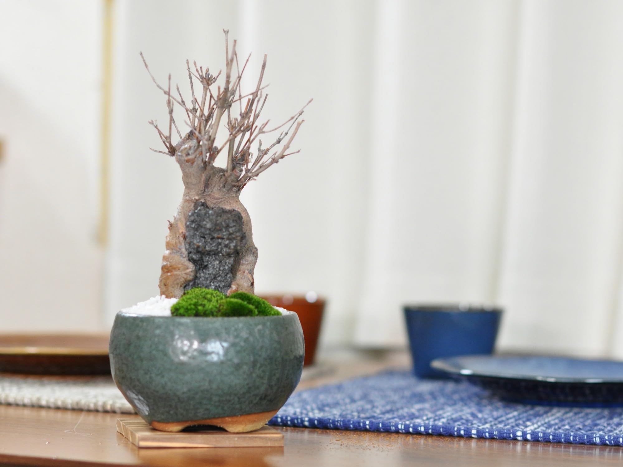 Amazon.co.jp: 盆栽妙 石付き楓 紅葉するミニ盆栽 鉢植え ギフト