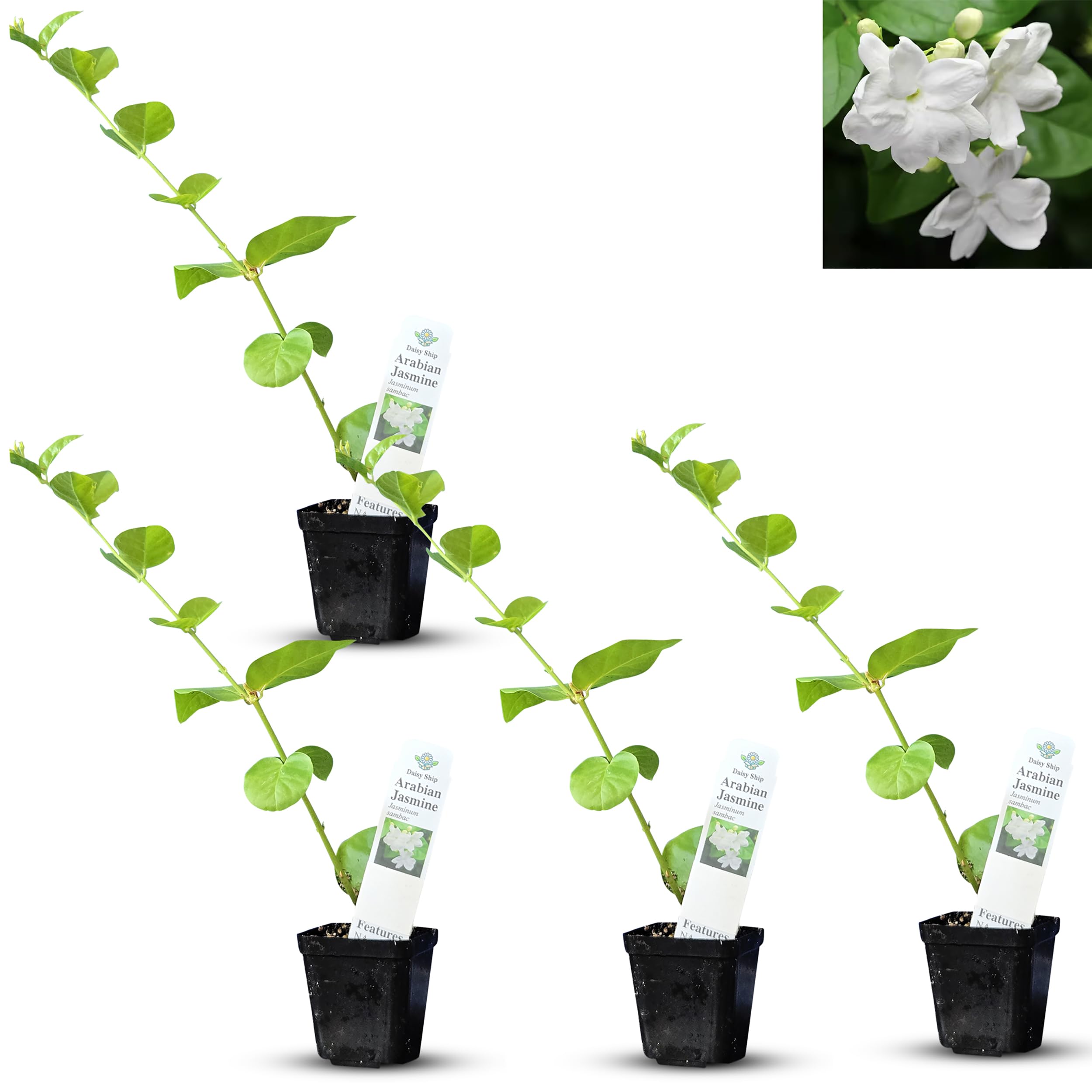 Daisy Ship Arabian Jasmine 4-Pack