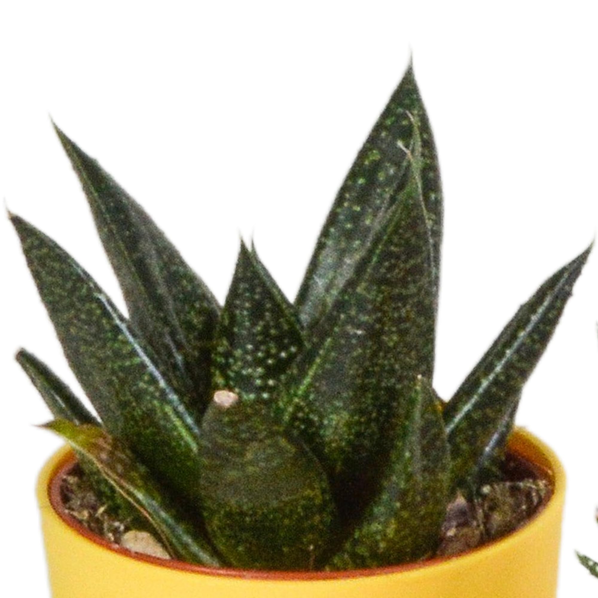 Mix Piante Grasse Gasteria Haworthia, Vaso Plastica Legno, Set da 5, 5.5cm