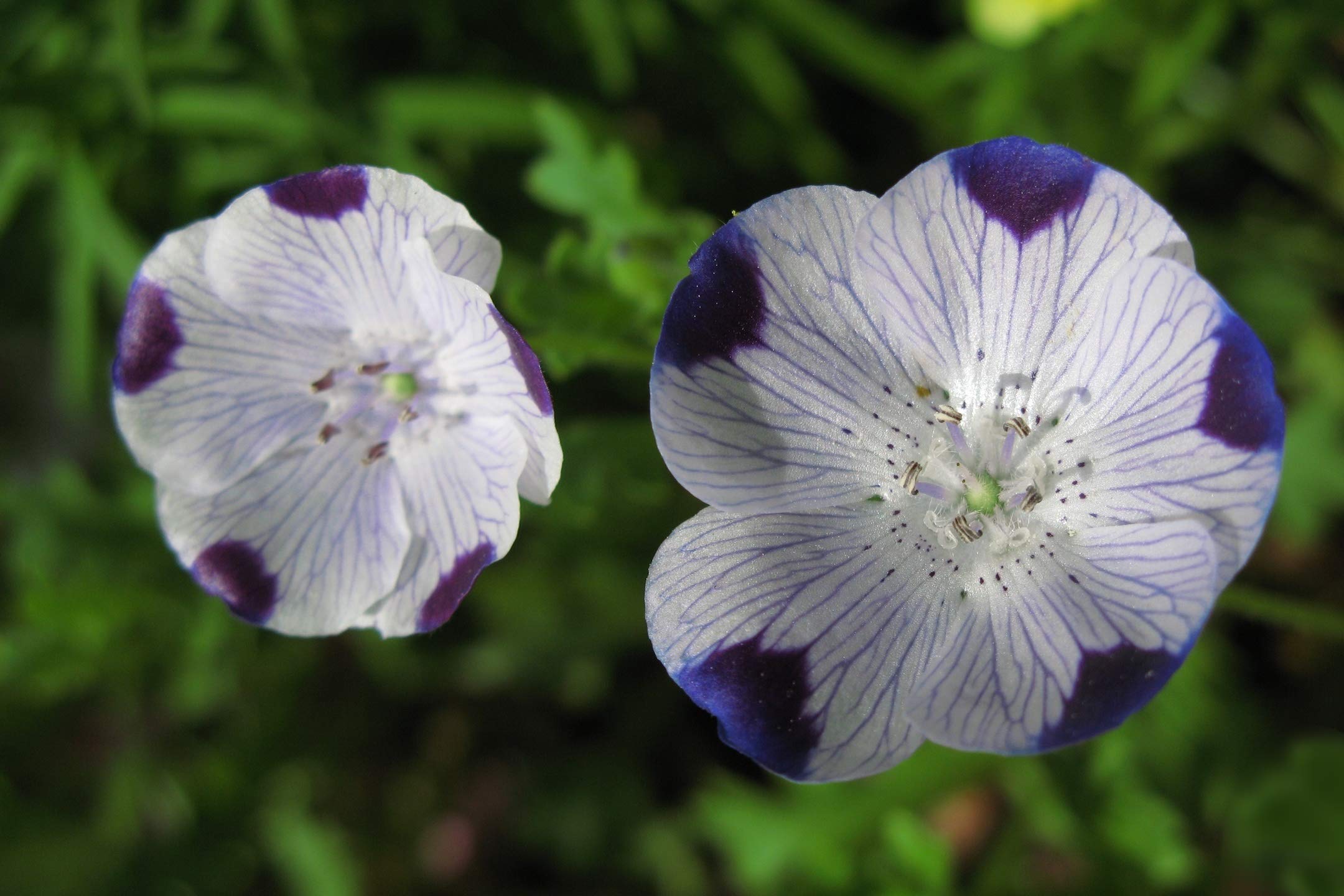 Amazon Com Five Spot Wildflower 125 Seeds Or 1 Gram Many Packet Sizes Nemophila Maculata B87 Patio Lawn Garden