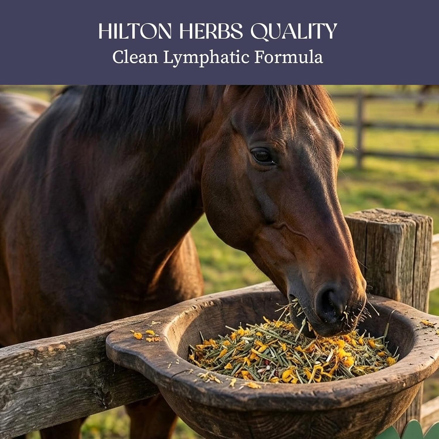 Hilton Herbs Cleavers & Marigold Lymphatic Support Horse Supplement, 1.65 lb Bag – Herbal Blend for Horses & Ponies, Supports Healthy Legs, Skin & Coat