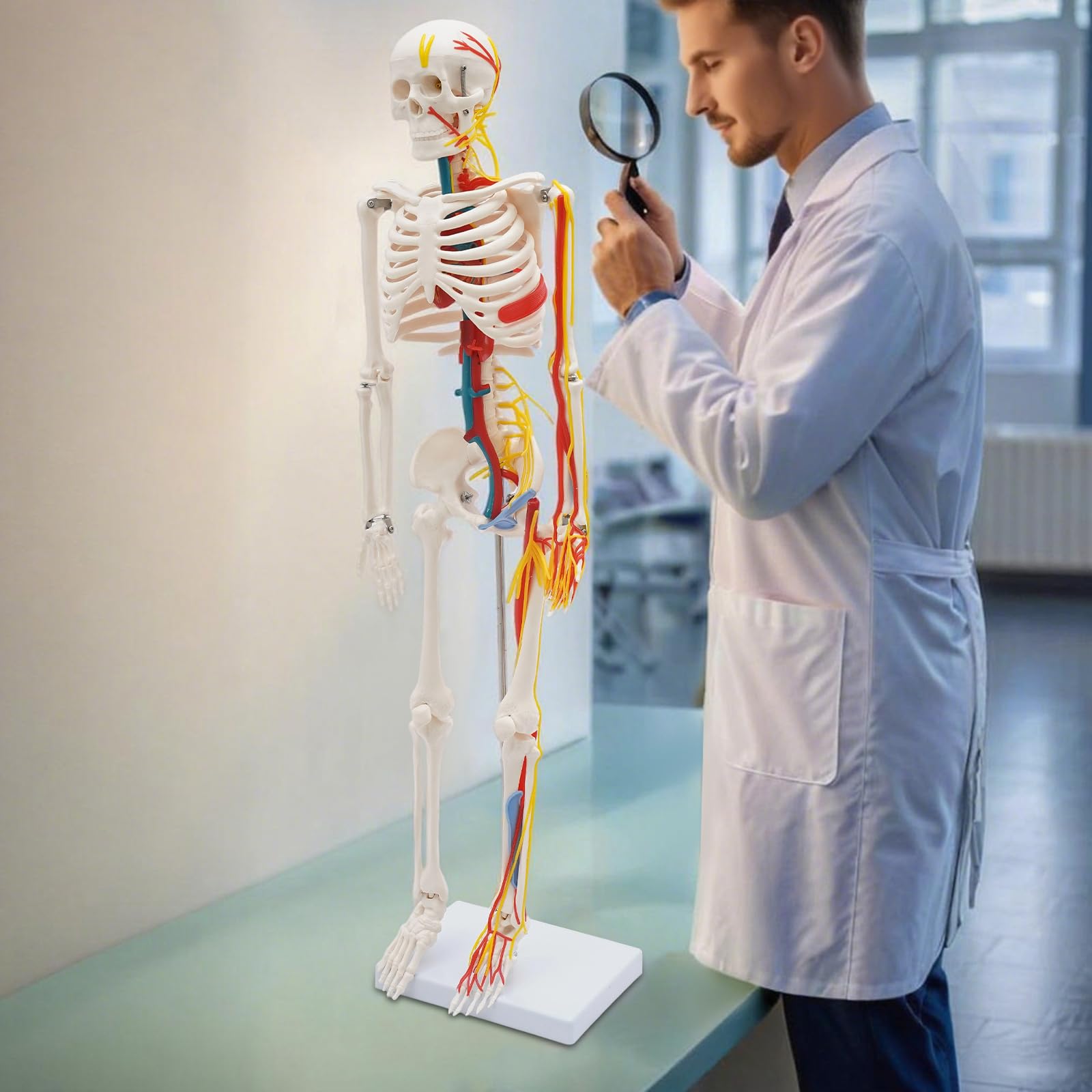 Modello scheletro anatomico, 85 cm, modello in PVC a grandezza naturale, per l'istruzione | Modello scheletro umano, materiale PVC di alta qualità, bianco, autoportante, maglie rimovibili, per lezioni e studi