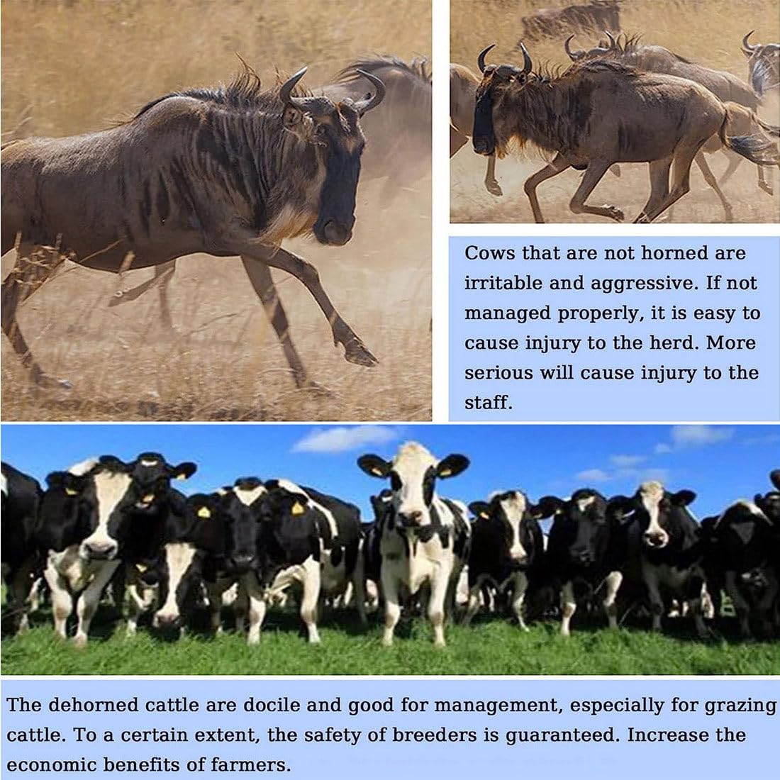 Dehorner elettrico, strumento portatile portatile per bovini, capre e pecore - Attrezzatura agricola essenziale per la gestione del bestiame