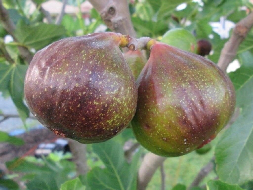 Olympian Fig Tree Ficus Carica Live Plant Very Sweet - Cold HardyBest Gift