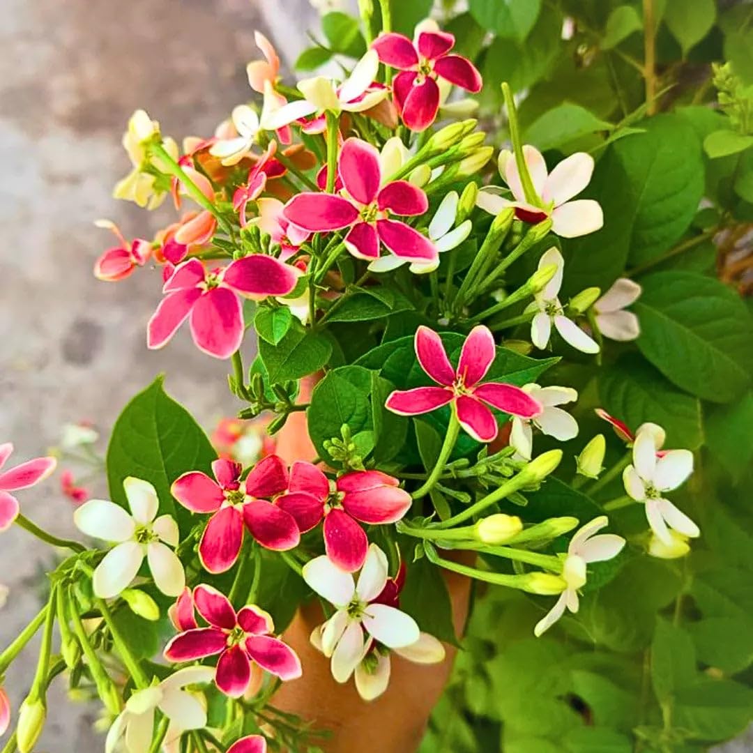 Rangoon Creeper Live Plant | Madhu Malati Double Petal Highly Fragrant Climbing Flower Vine-image-5