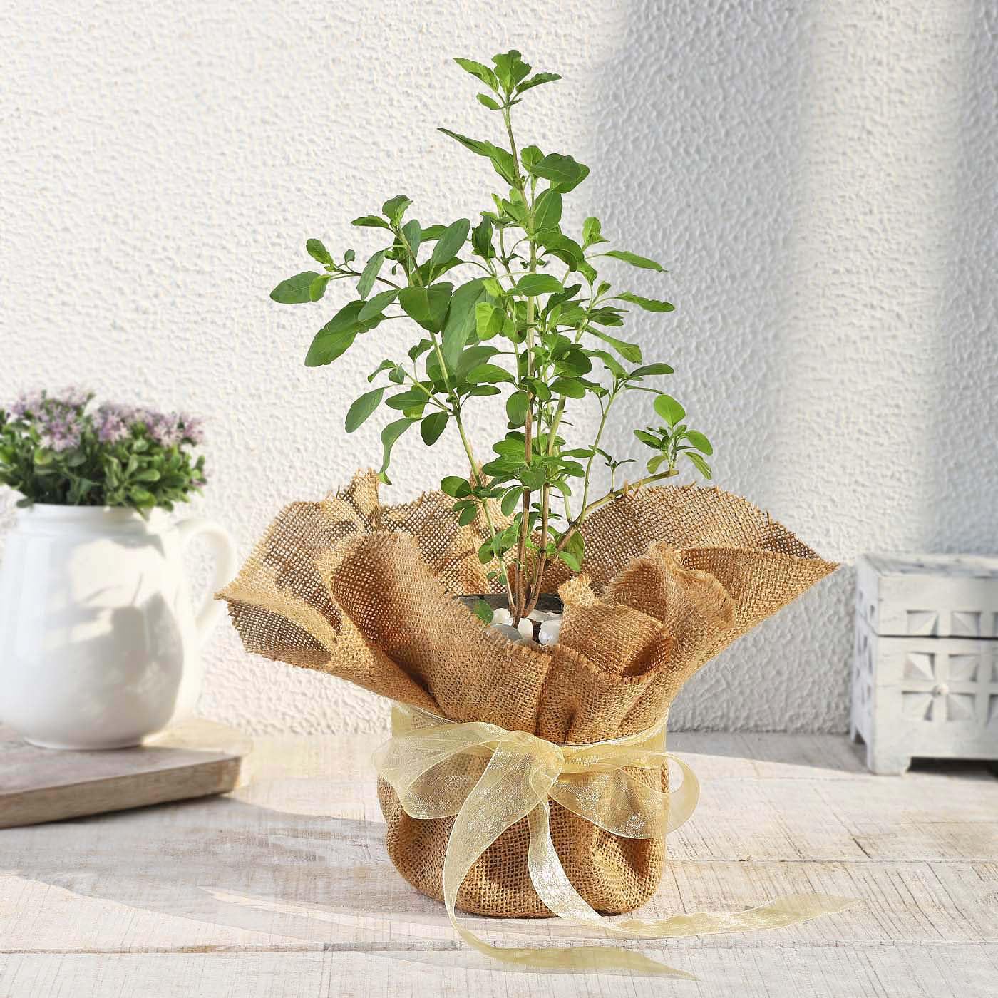 IGP - Tulsi Plant in Jute Wrapping with Plastic Planter (B0D6RZ6LBC) Amazon Price History, Amazon Price Tracker