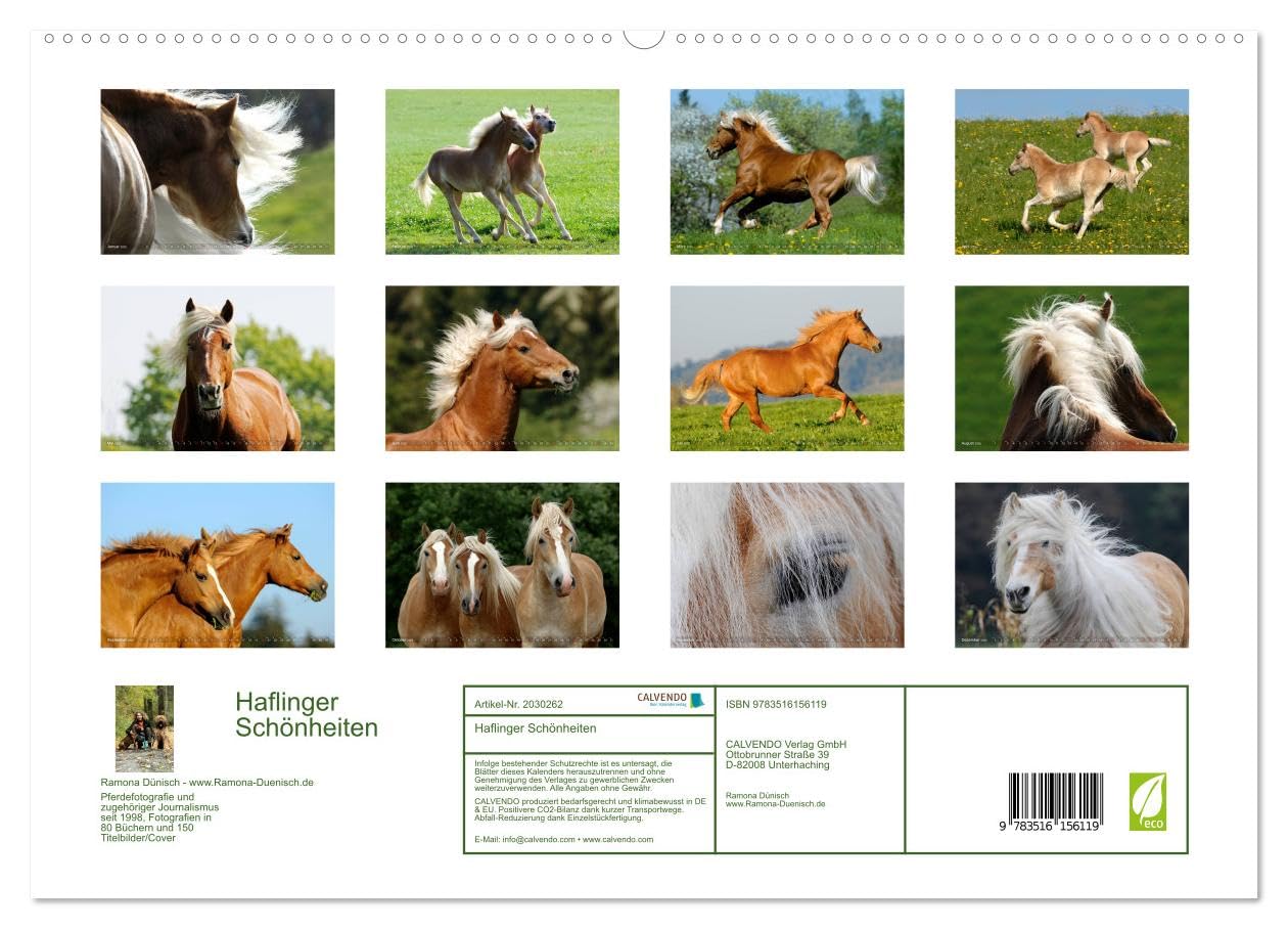 Haflinger Schönheiten (hochwertiger Premium Wandkalender 2026 DIN A2 quer), Kunstdruck in Hochglanz: Mit Haflinger-Pferden durchs Jahr (CALVENDO Tiere)