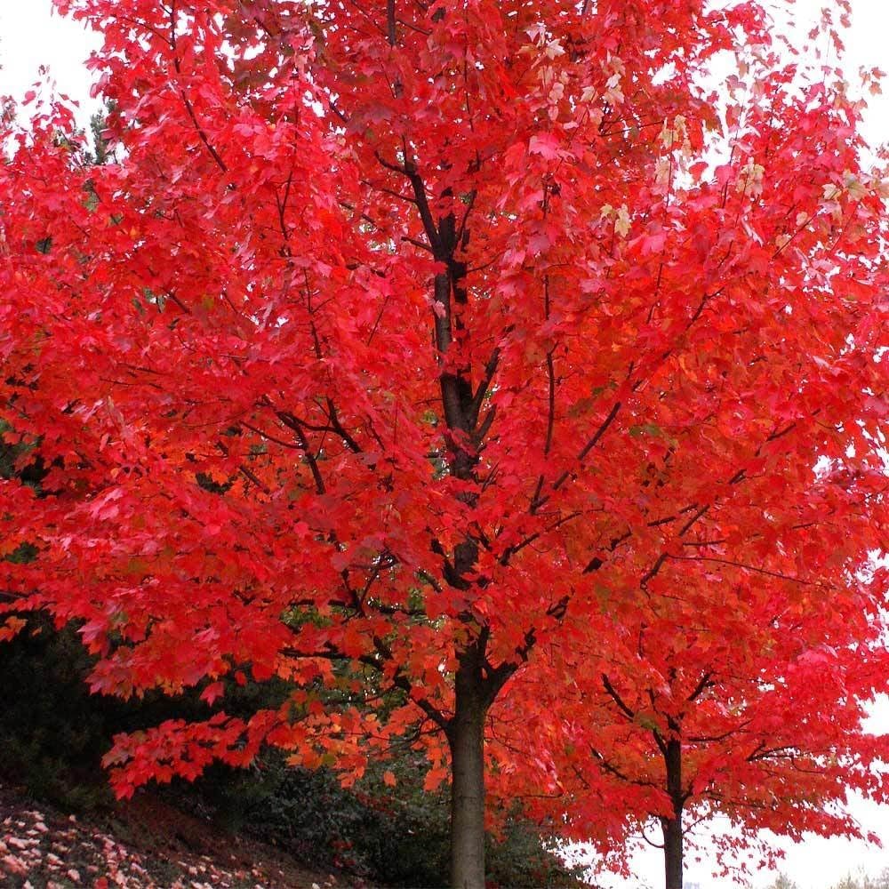Brighter Blooms - Autumn Blaze Red Maple Tree, 3-4 ft. - No Shipping to AZ