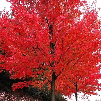 Brighter Blooms - Autumn Blaze Red Maple Tree, 3-4 ft. - No Shipping to AZ