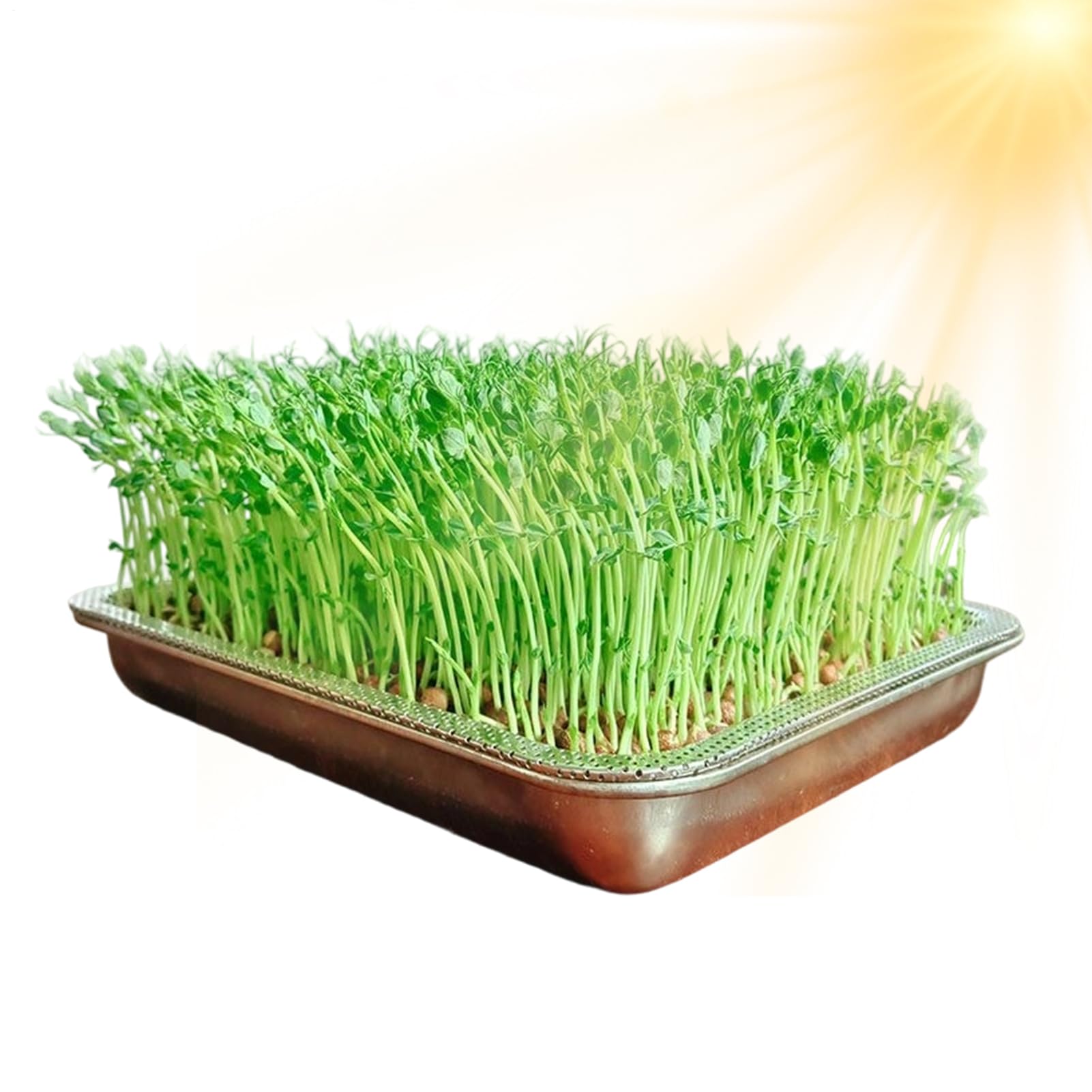 Sprossen Anzuchtschale Große Rostfreie Edelstahl-Aufbewahrung Für | Mini Pflanzenanzucht- und Kultivierungsschale Für Gras Innen- und Außenbereich Garten Zuhause und Büro