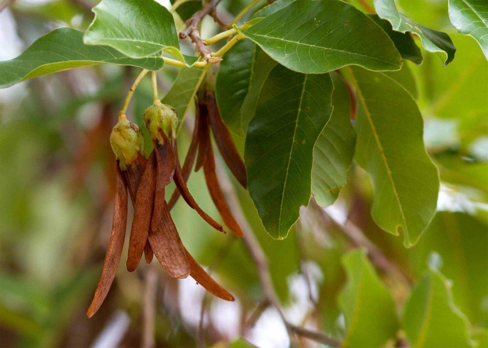 seeds GERMINATION seeds:White meranti Shorea Shorea roxburghii fragrant hard wood 30 seeds Thai