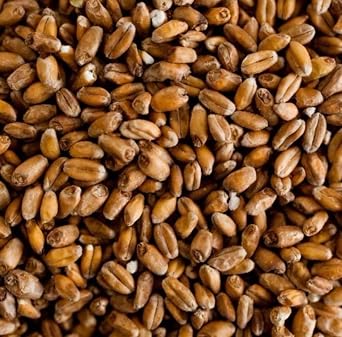 Briess White Wheat Malt Home Brewing Malt Whole Grain 1lb Bag