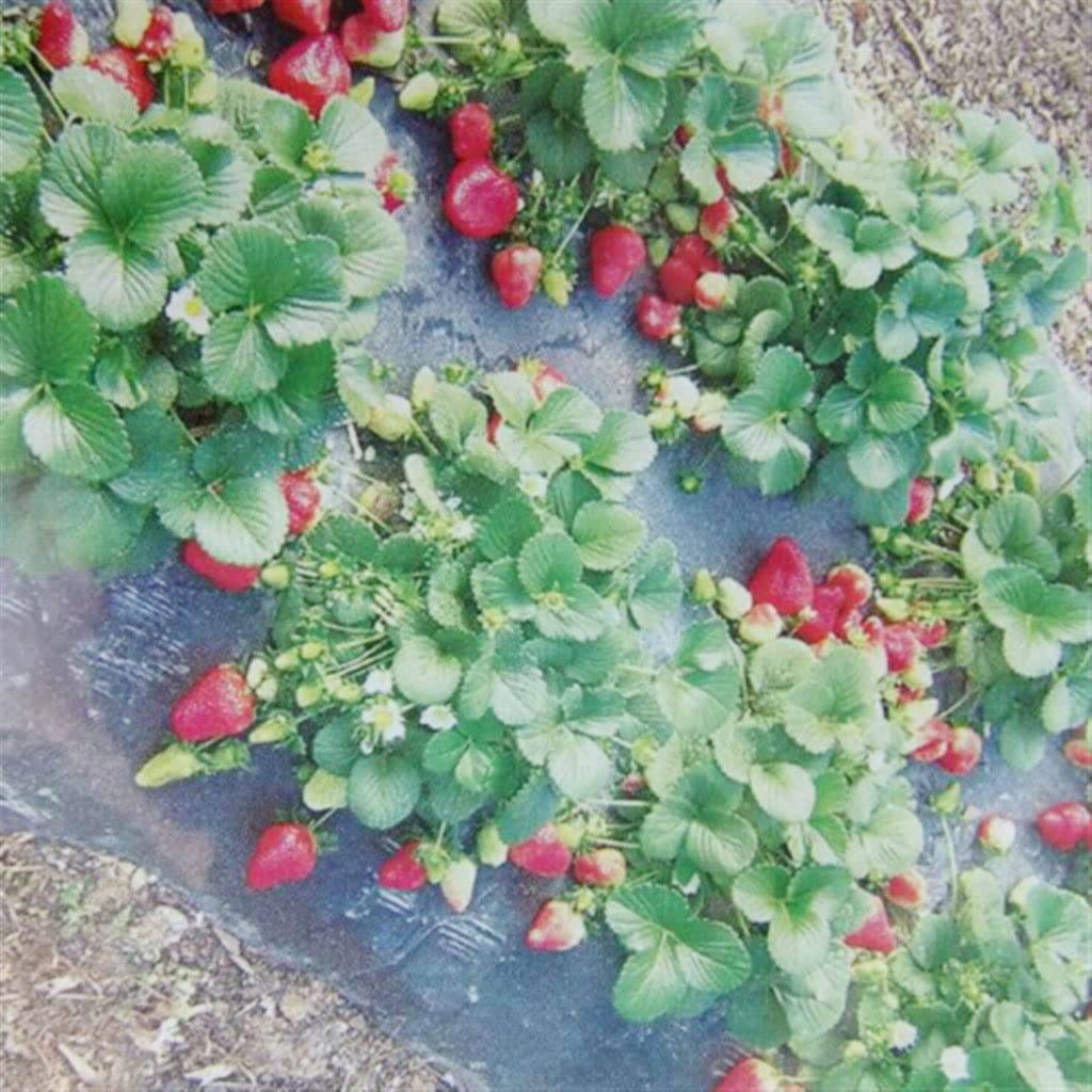 Membrana, Película agrícola Negra de PE con Efecto Fresa