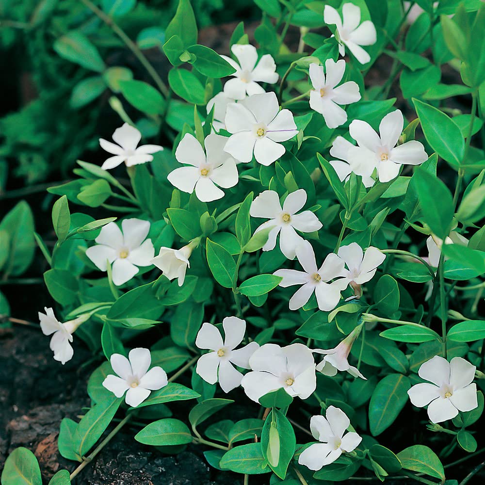 Vinca Minor 'Colada'. Plug Plant x 4. White Periwinkle Flowers. Fantastic for Shady Spots and Ground Cover.Available from Bedwen Plants.