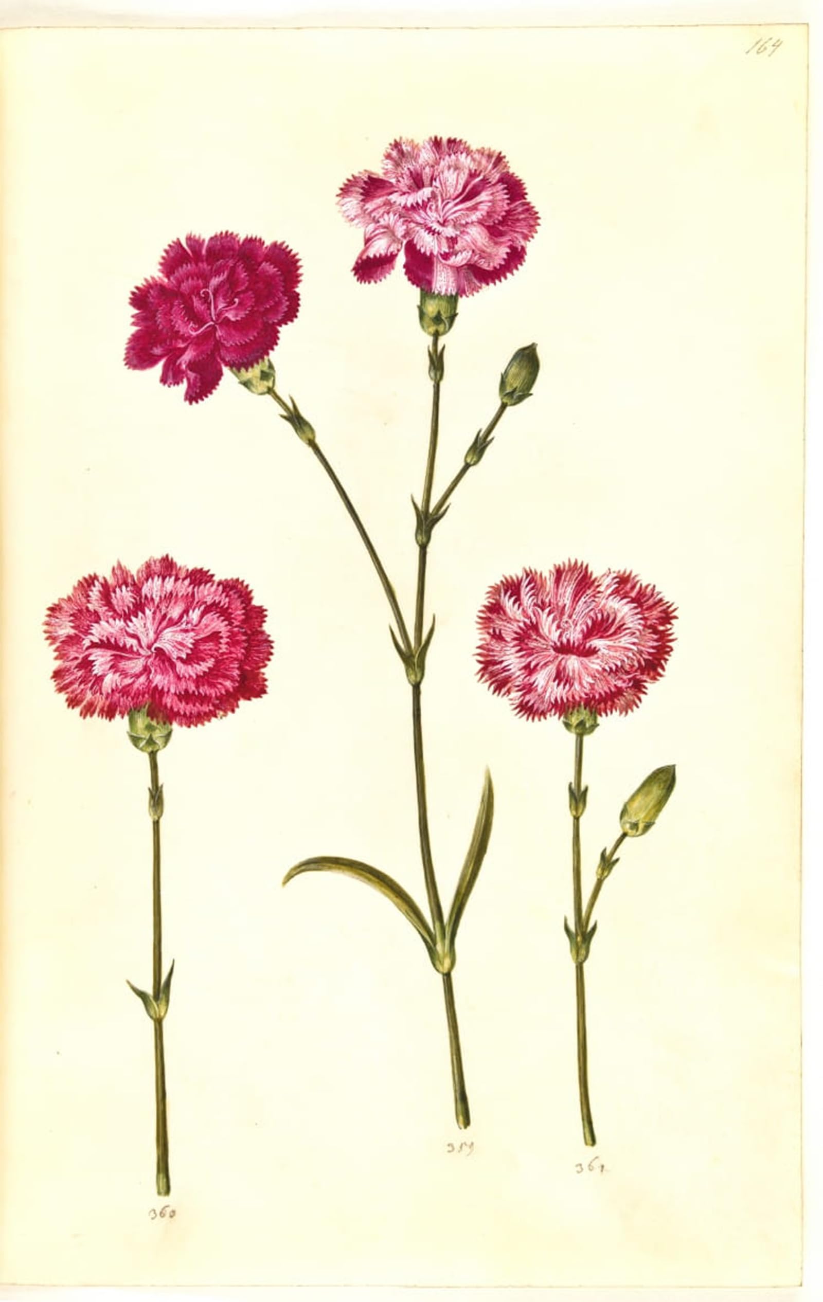 ARTXLXXBN Famous Painting Canvas Artwork Graffiti Print Dianthus Caryophyllus by Hans Simon Holtzbecker Portrait Canvas Image for Home Decor 60x90cm