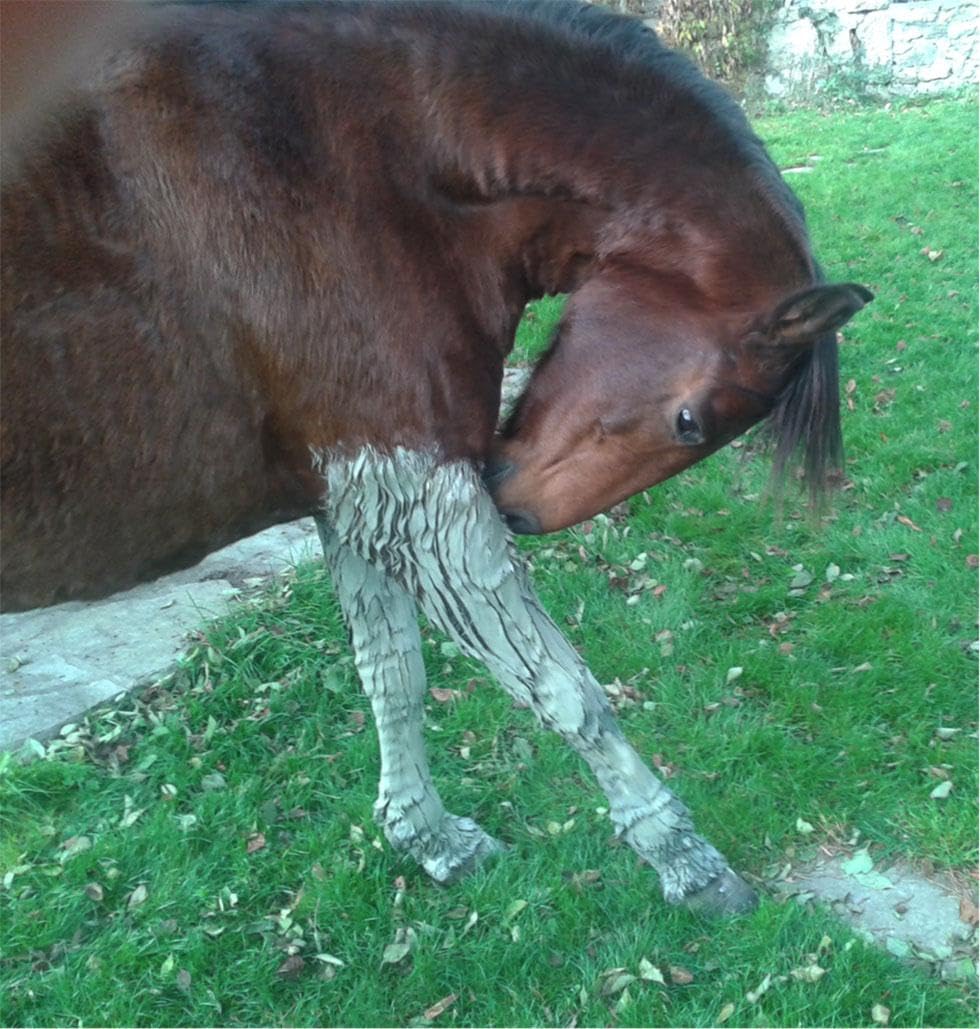 ON-H Natural Clay Argilla Verde per Cavalli 3 kg | Impacco Naturale per Muscoli, Tendini e Articolazioni | Effetto Rinfrescante | Ideale Dopo Allenamento, Gara e Lavoro Intenso Cavallo Sportivo