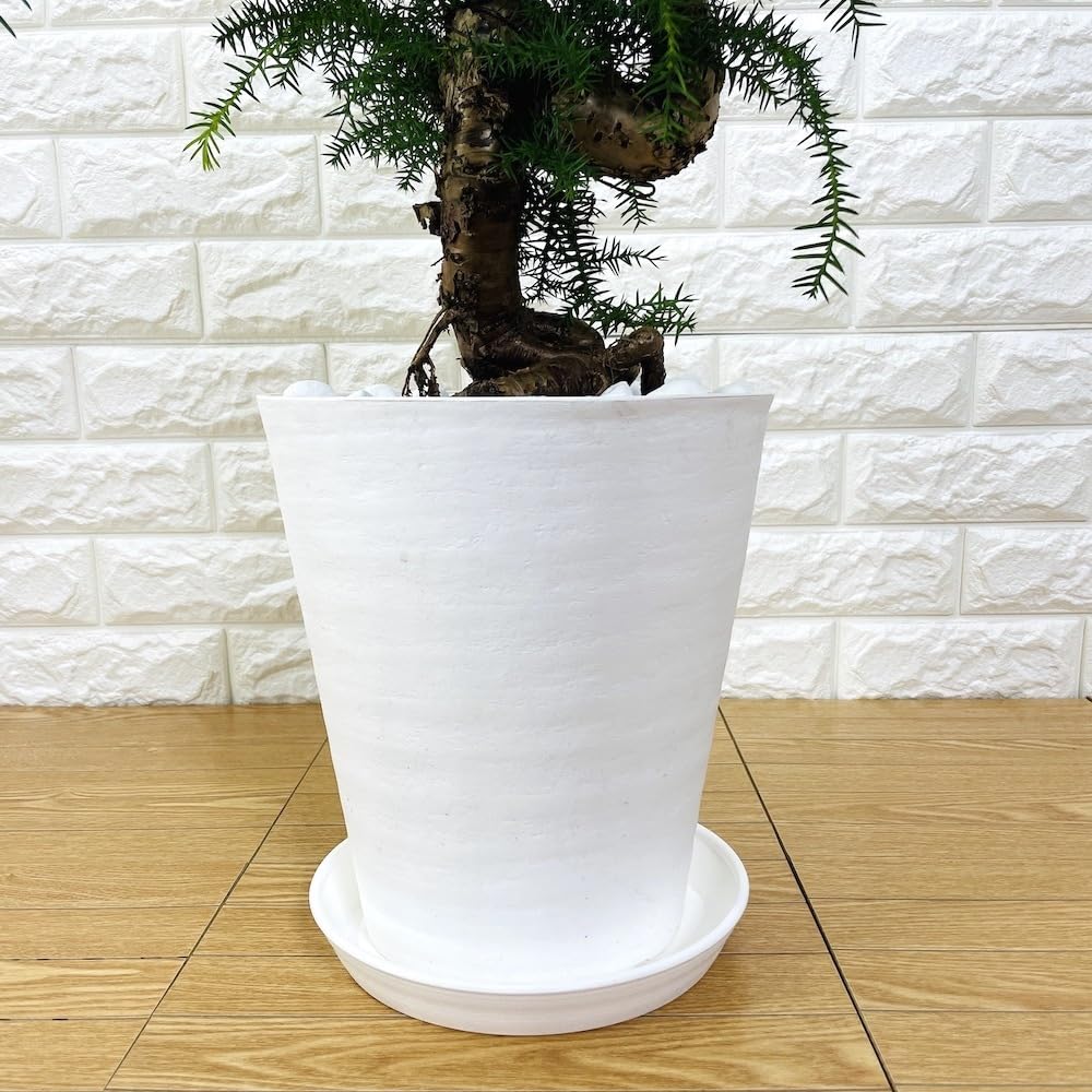 Amazon.co.jp: 観葉植物 黄金昇り竜 シマナンヨウスギ