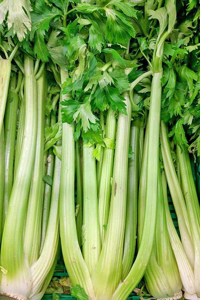 Willvine Organic Green Celery Vegetable-LNT-9L-image-13