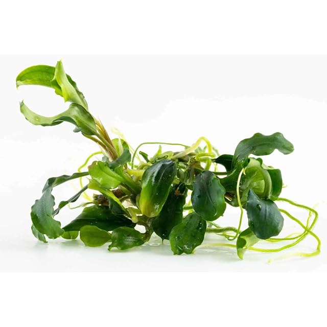 Foto 4 de 4 de Aqua Essentials Tropica Bucephalandra pygmaea Bukit Kalem 1-2-GROW!