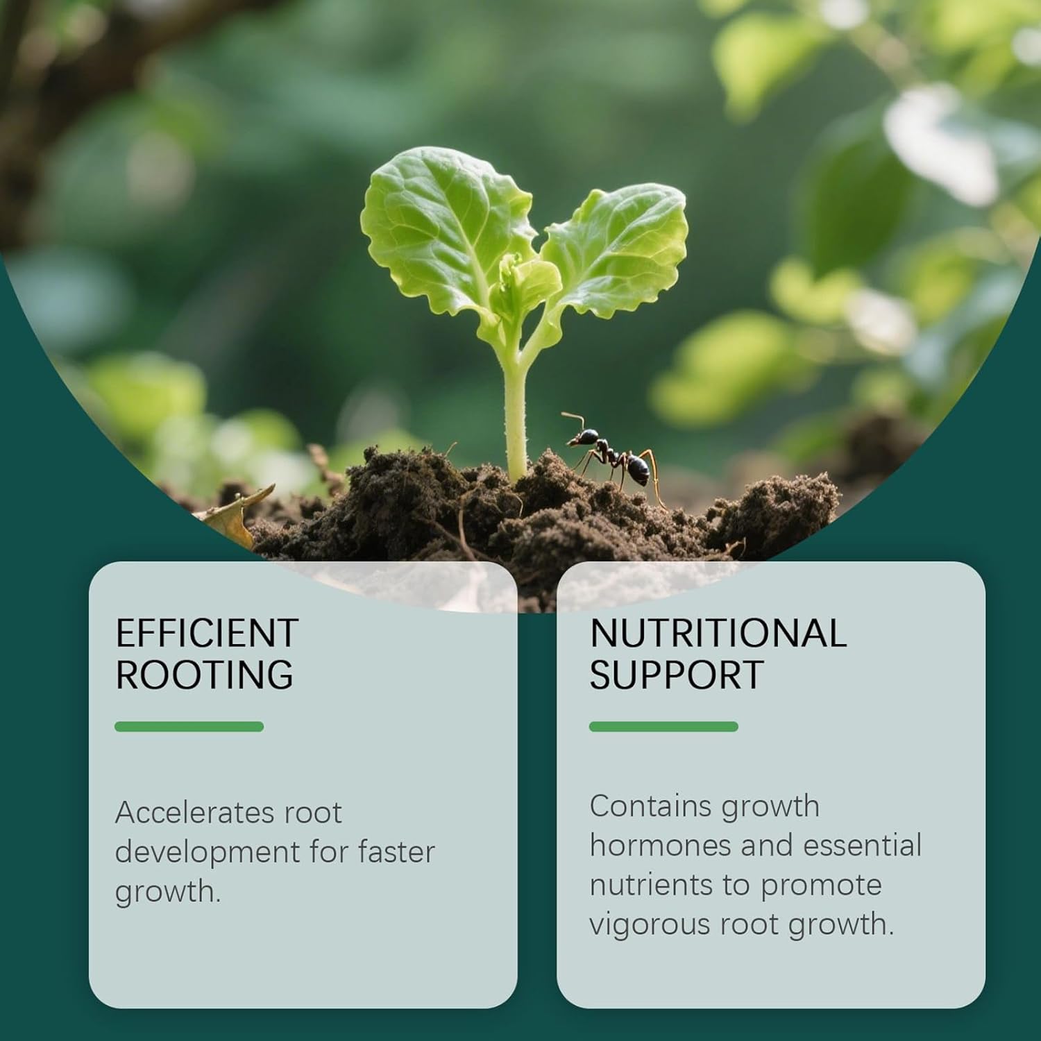 Root Drops, with Fast-Acting Formula, 100ml, Rooting Liquid Solution, Rooting Hormo-ne Liquid, Natural & Safe Formula, for Indoor, Gardening, Hydroponic, Houseplants, Vegetables, Flowers, Seedlings - Image 4